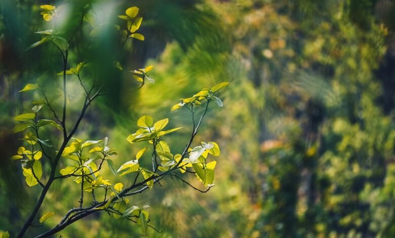 energy stocks expected to rise