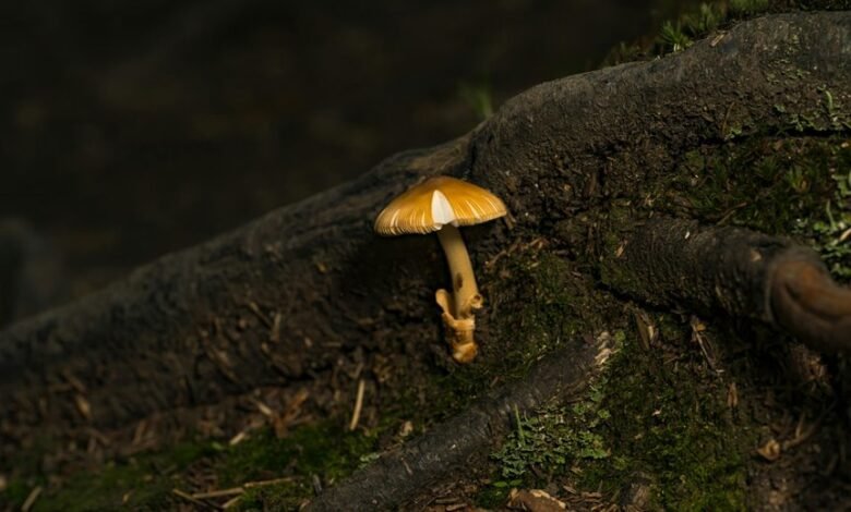 stocks for steady growth